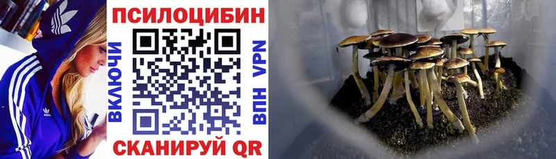 Купить  Шенкурск  Галлюциногенные грибы Psilocybine cubensis 
